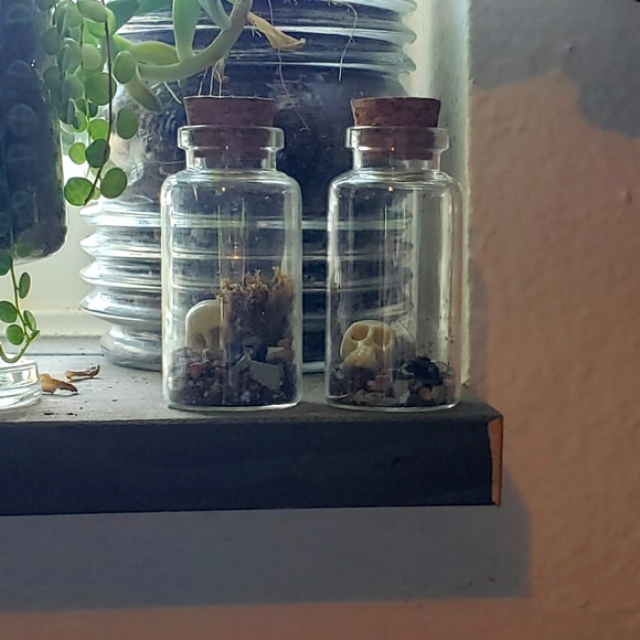 Halloween Mini *Skull* Terrarium (25 ml) - Picture 2 of 4